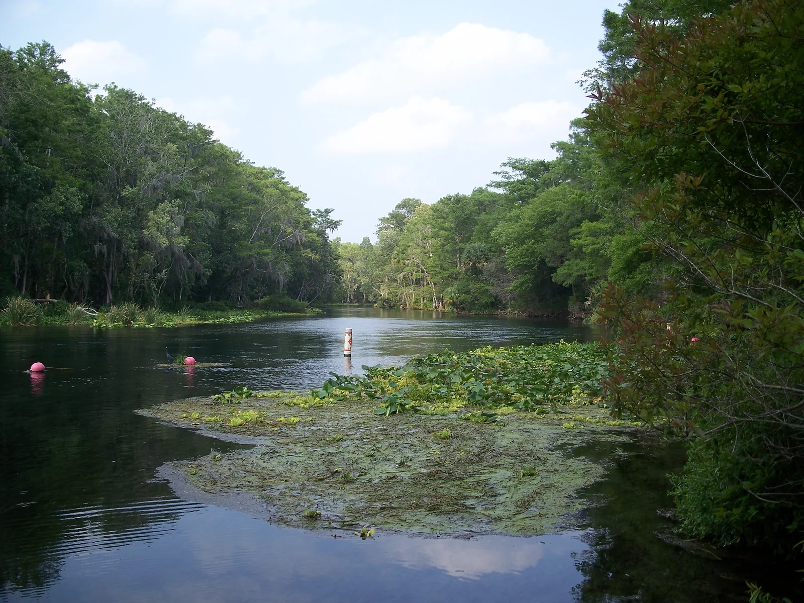 Silver River flowing beneath trees at Silver Springs State Park, Florida.