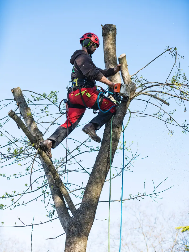 Arborist using a chainsaw while secured in a tree.