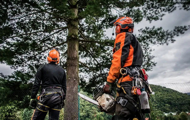 Tree-care workers in protective gear beside a tree; one holds a chainsaw.