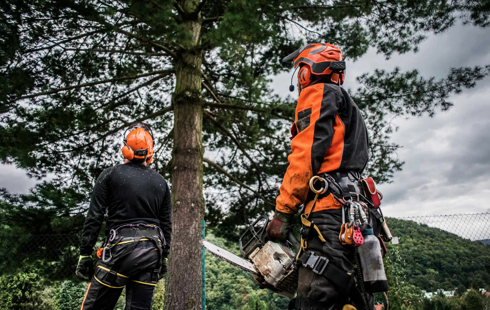 Two tree-care workers in protective gear beside a tree; one holds a chainsaw.